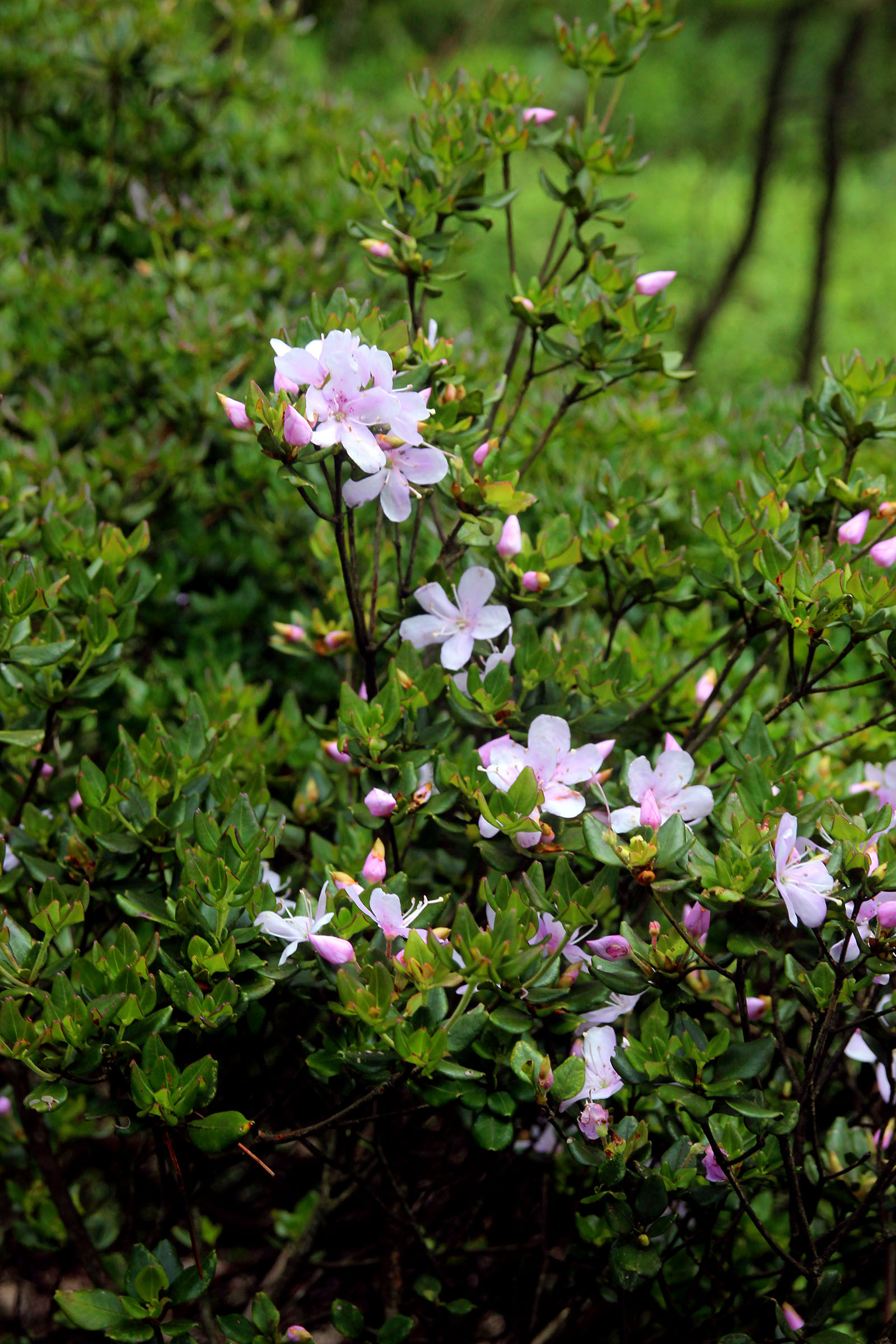 小果马银花